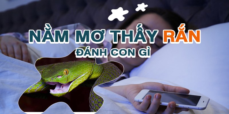 Mơ thấy rắn đánh con gì để mau đổi đời?