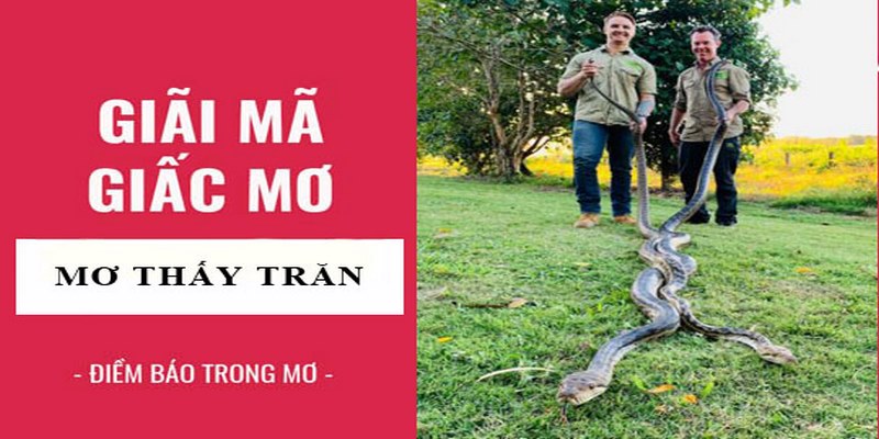 Luận Giải Mơ Thấy Trăn & Bật Mí Con Lô Chốt Là Trúng